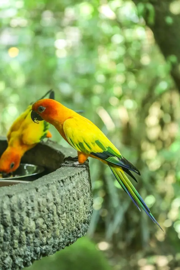 colorful parrots jurong bird park singapore