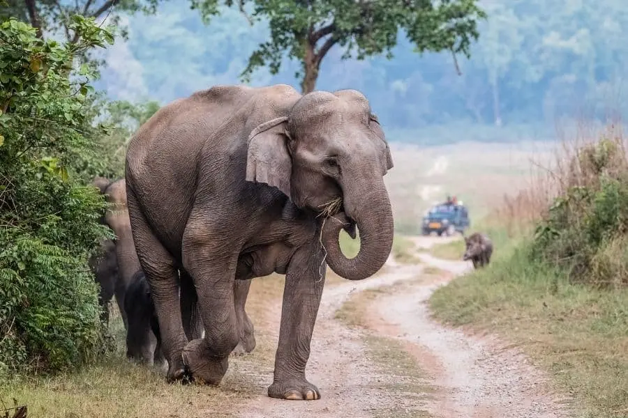 jim corbett ramnagar uttarakhand