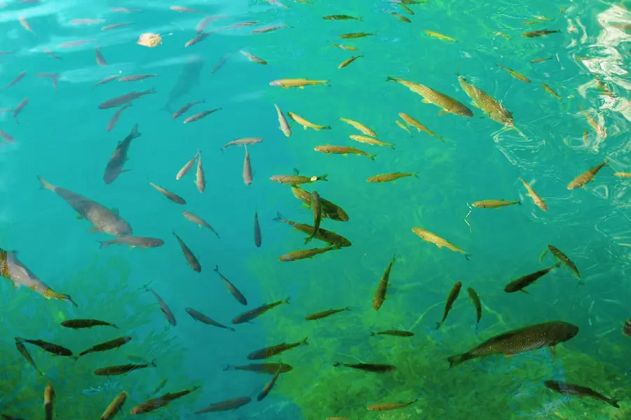 fishes swimming in cryastal-clear waters of plitvice lakes