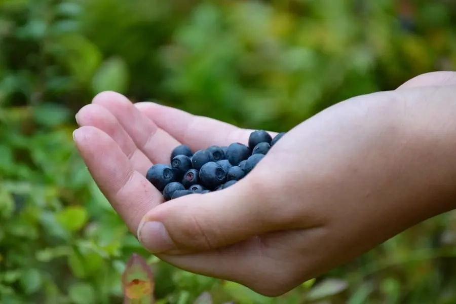 Forest Berry Picking in Lapland