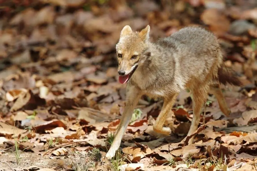 golden jackal jim corbett national park uttarakhand india