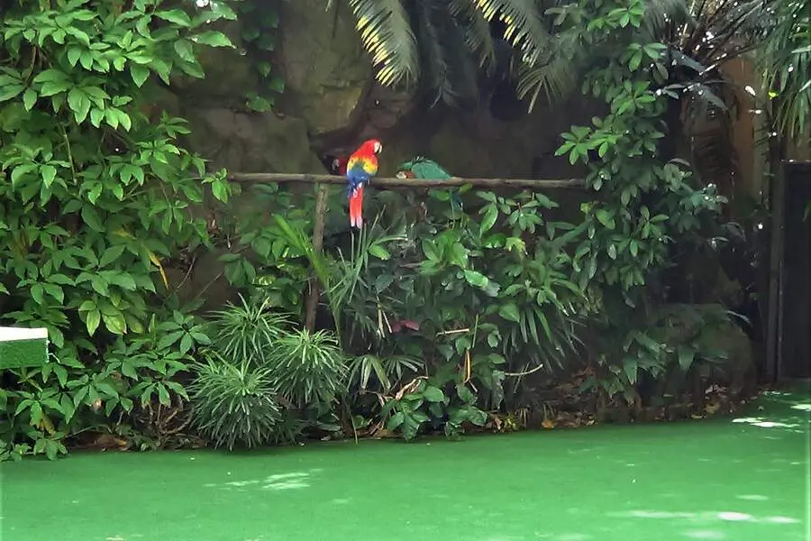Rainbow Lorikeets at High Flyers Show in Jurong Bird Park