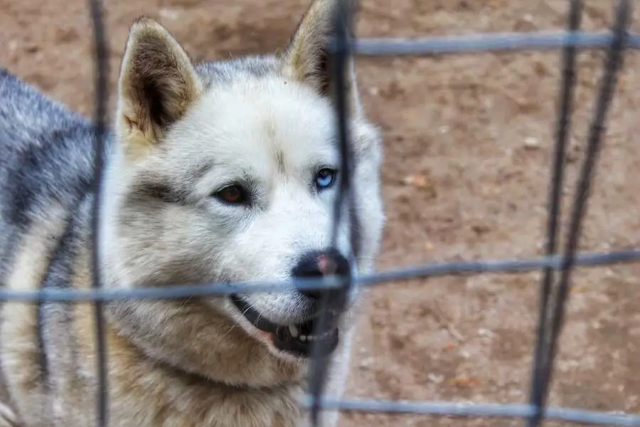 husky farm santa claus village rovaniemi finland