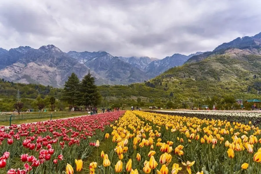  Indira Gandhi Memorial Tulip Garden Srinagar Kashmir India