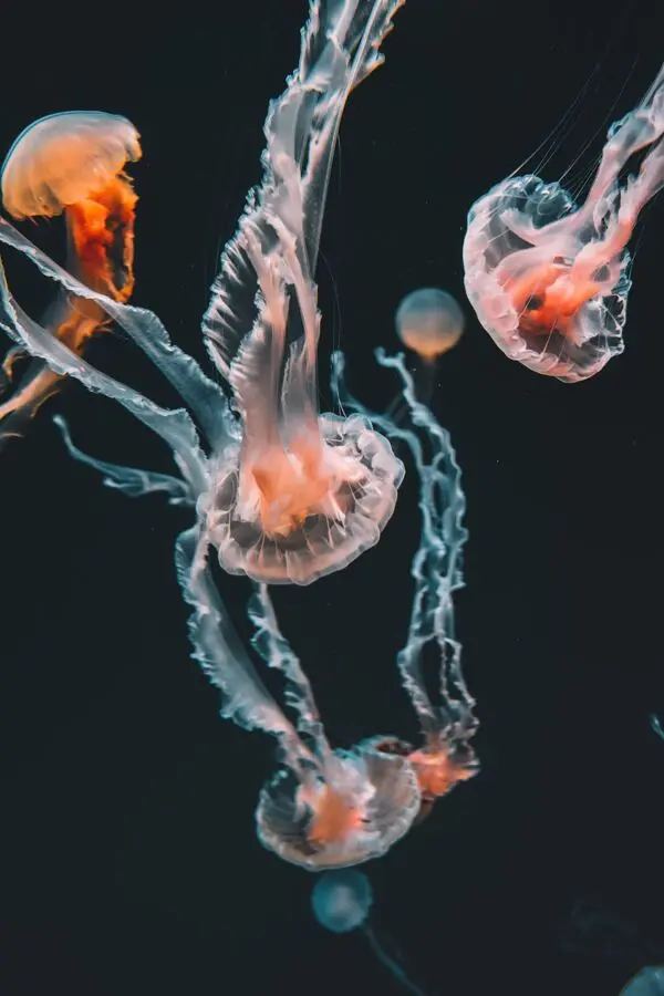 jellyfish sea aquarium sentosa