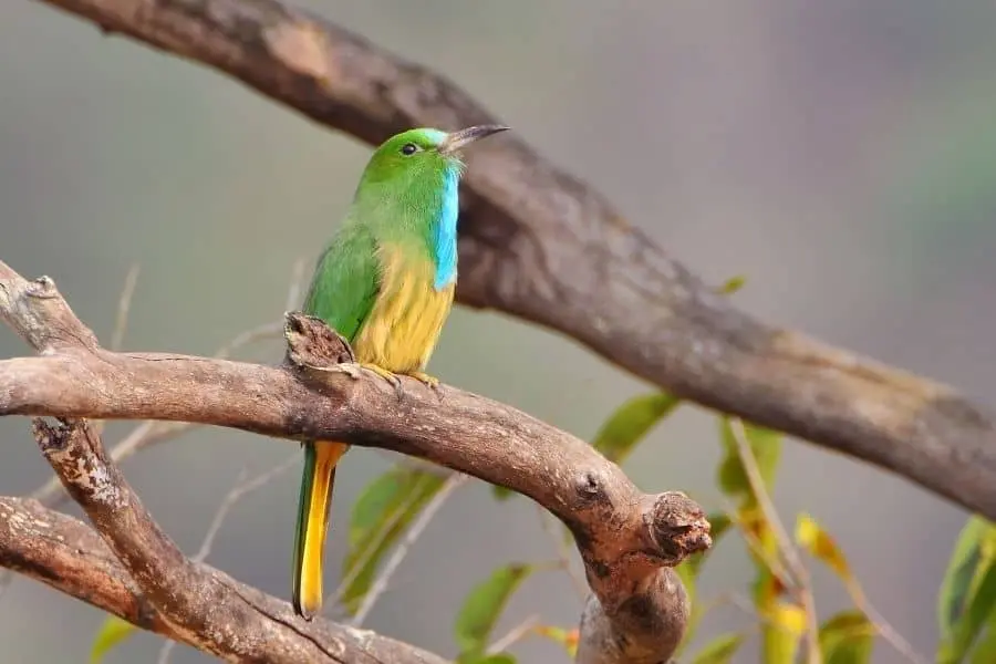 Blue-bearded bee-eater Nyctyornis athertoni bird-watching at Corbett Ramnagar Uttarakhand