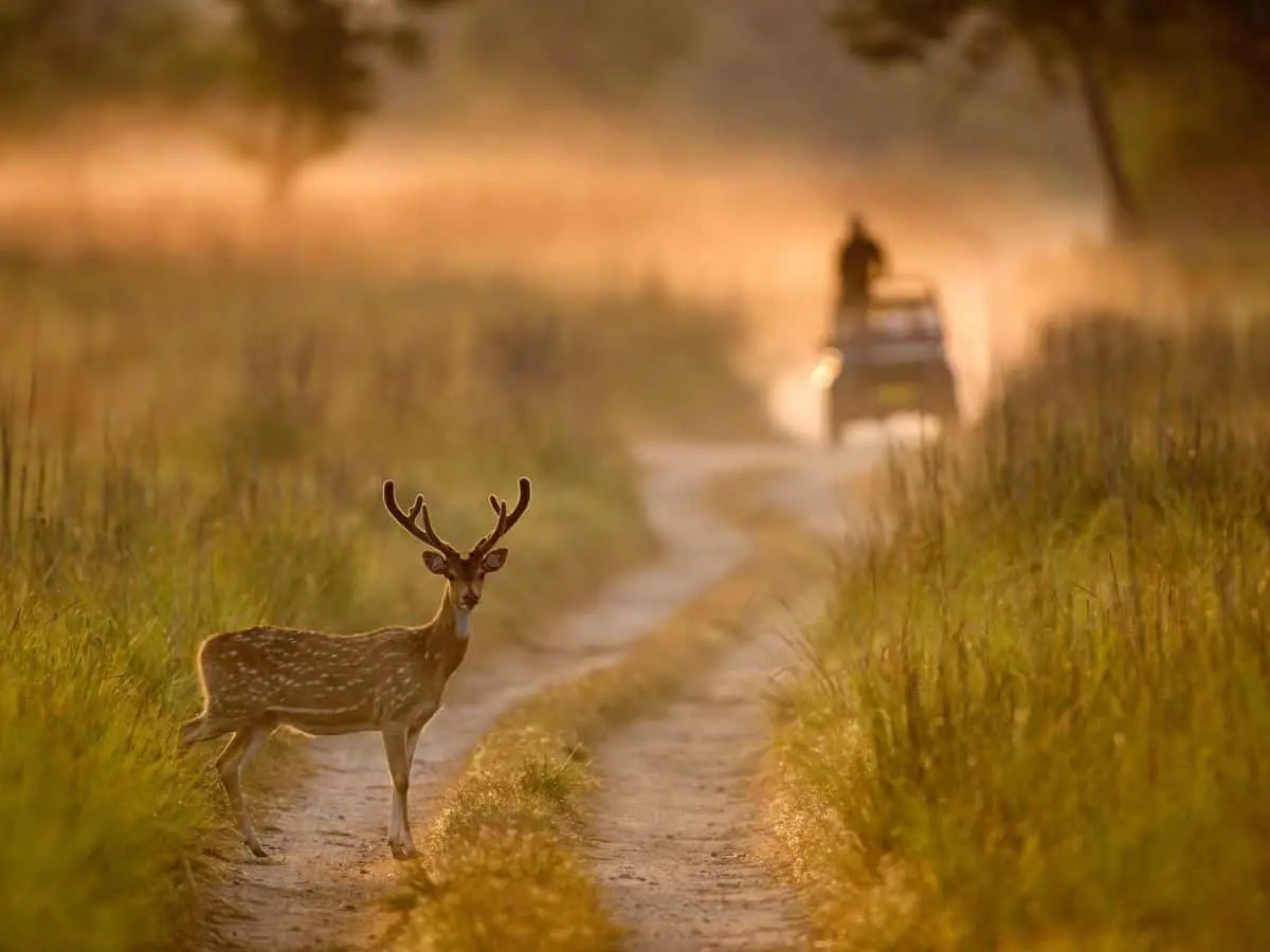 jim corbett national park ramnagar uttarakhand india asia