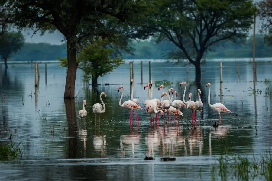 keoladeo national park bharatpur rajasthan
