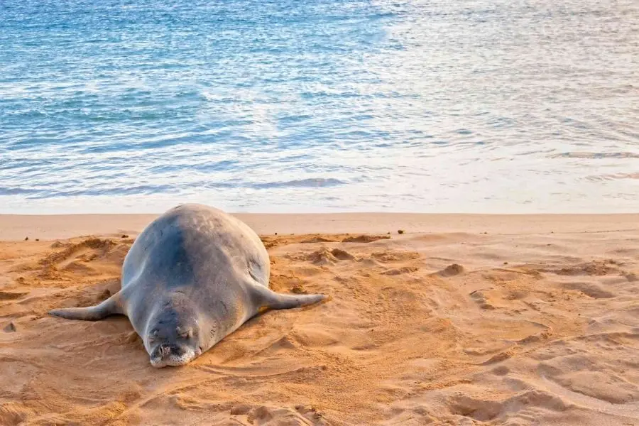 Monk Seal at Poipu Beach Kauai Hawaii best places to visit in the USA with kids