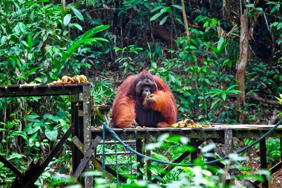 orangutan in Borneo best places to visit in Asia