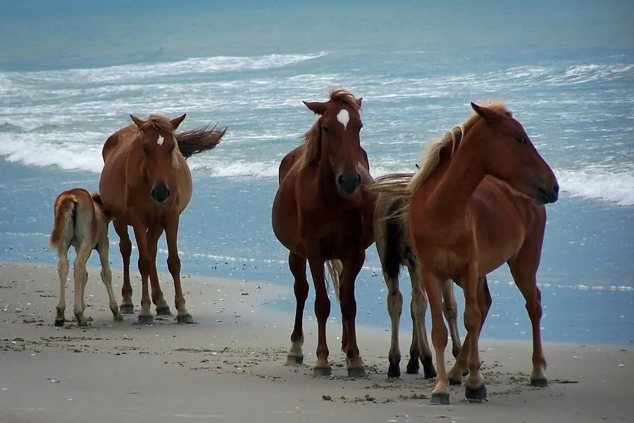 outer banks north carolina usa