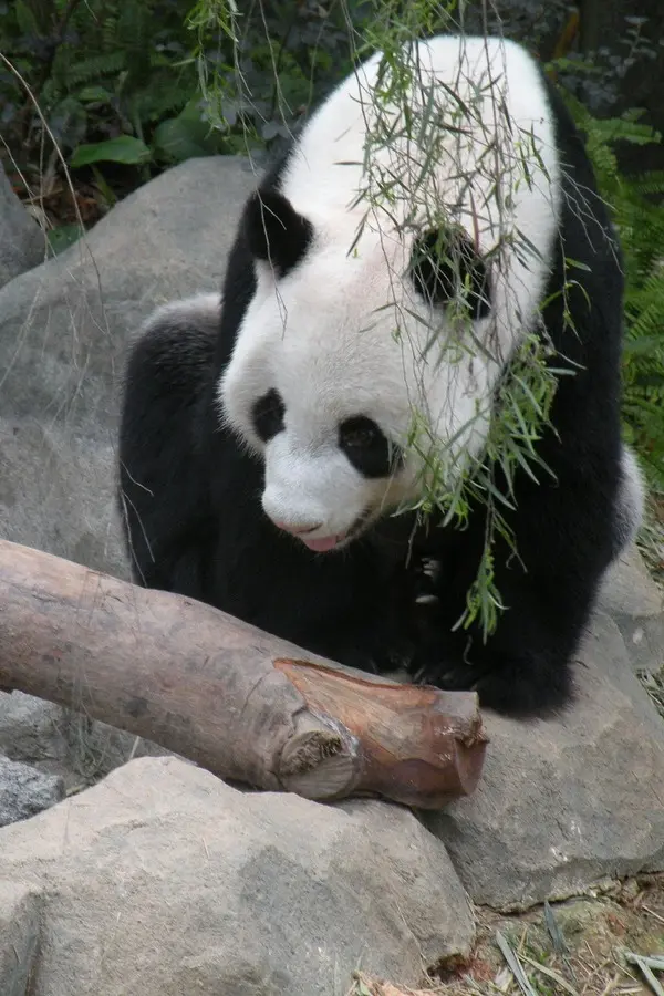 panda river safari singapore