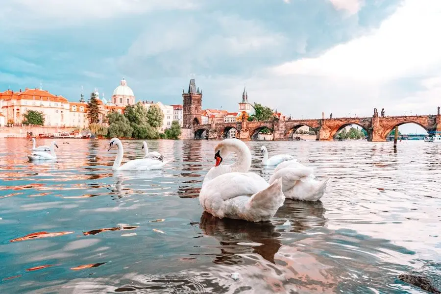 Ducks in a lake prague with kids