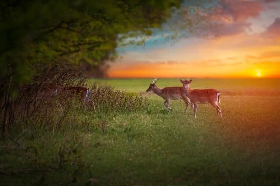 red deer National Park de Hoge Veluwe Netherlands best national parks in europe