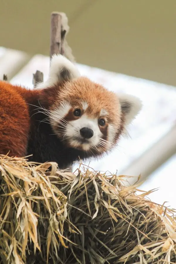 red panda river safari singapore