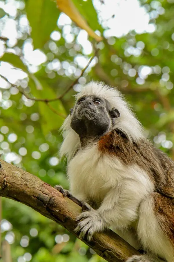 singapore zoo