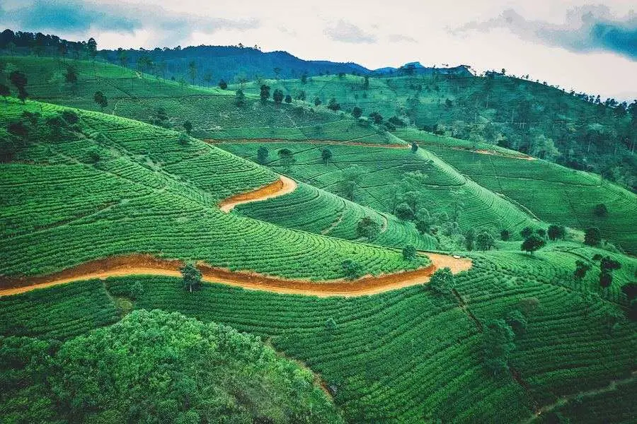 Tea Plantations Sri Lanka Travel