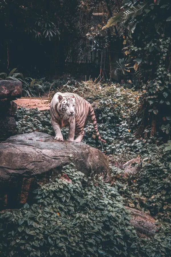 tiger singapore zoo