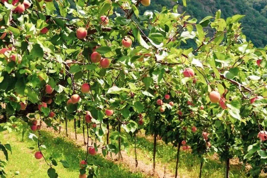 wachau apricot farm austria
